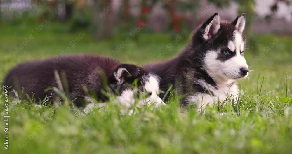 Cute siberian husky puppies with blue eyes sitting in green grass on a summer day. Cute siberian husky puppies with blue eyes sitting in green grass on a summer day.