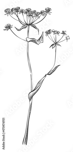 Fototapeta Naklejka Na Ścianę i Meble -  St. John wort plant. Hand drawn hypericum flower