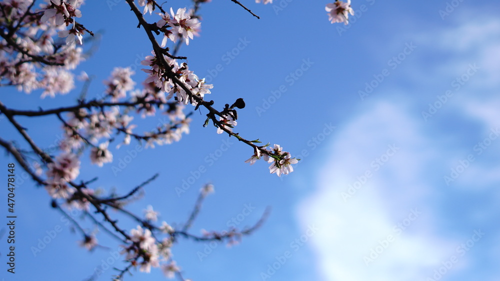 flowering almond tree branches against sky
