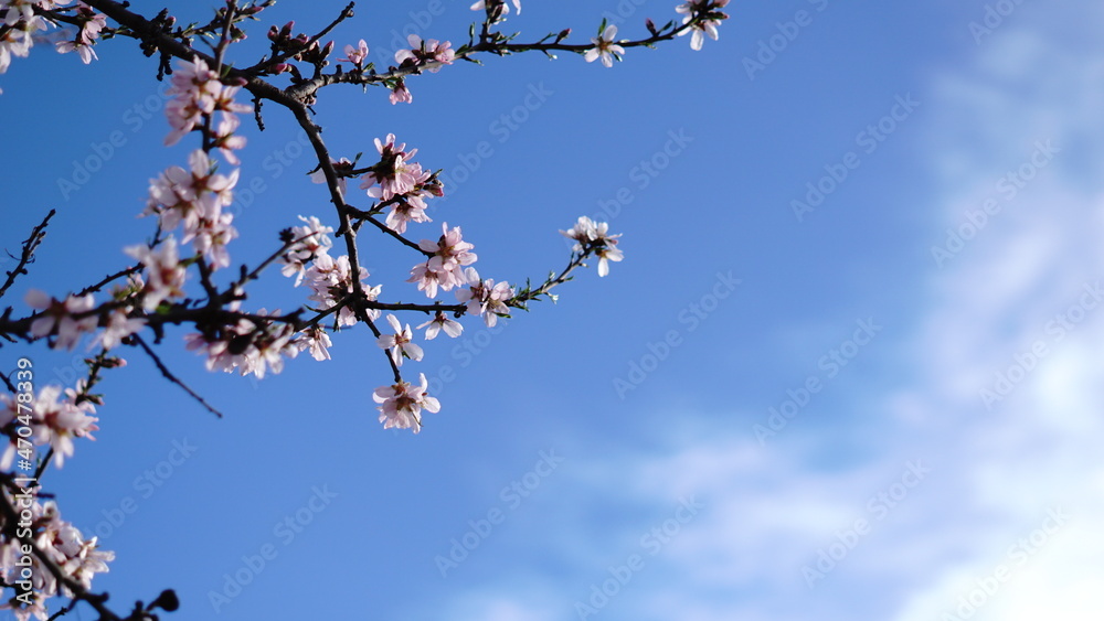flowering almond tree branches against sky flowering almond tree branches against sky