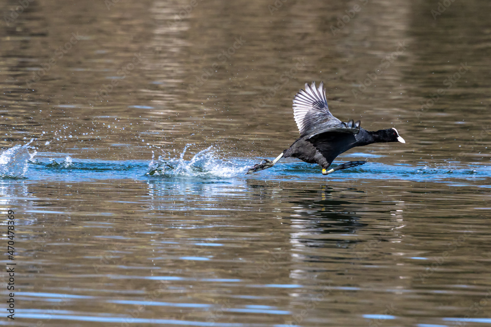 The Eurasian coot, Fulica atra swimming on the Kleinhesseloher Lake at Munich, Germany