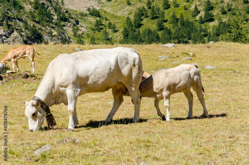 Calves sucking the milk from the cow in the Piedmont pastures in Italy Calves sucking the milk from the cow in the Piedmont pastures in Italy