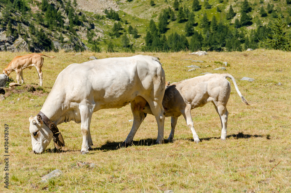 Calves sucking the milk from the cow in the Piedmont pastures in Italy