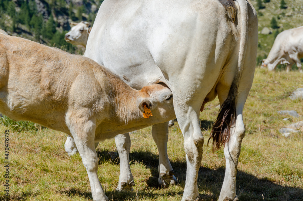 Calves sucking the milk from the cow in the Piedmont pastures in Italy Calves sucking the milk from the cow in the Piedmont pastures in Italy