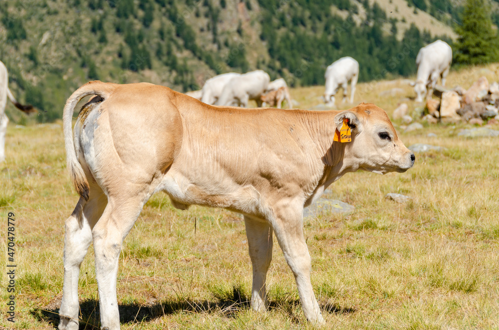 Calves sucking the milk from the cow in the Piedmont pastures in Italy