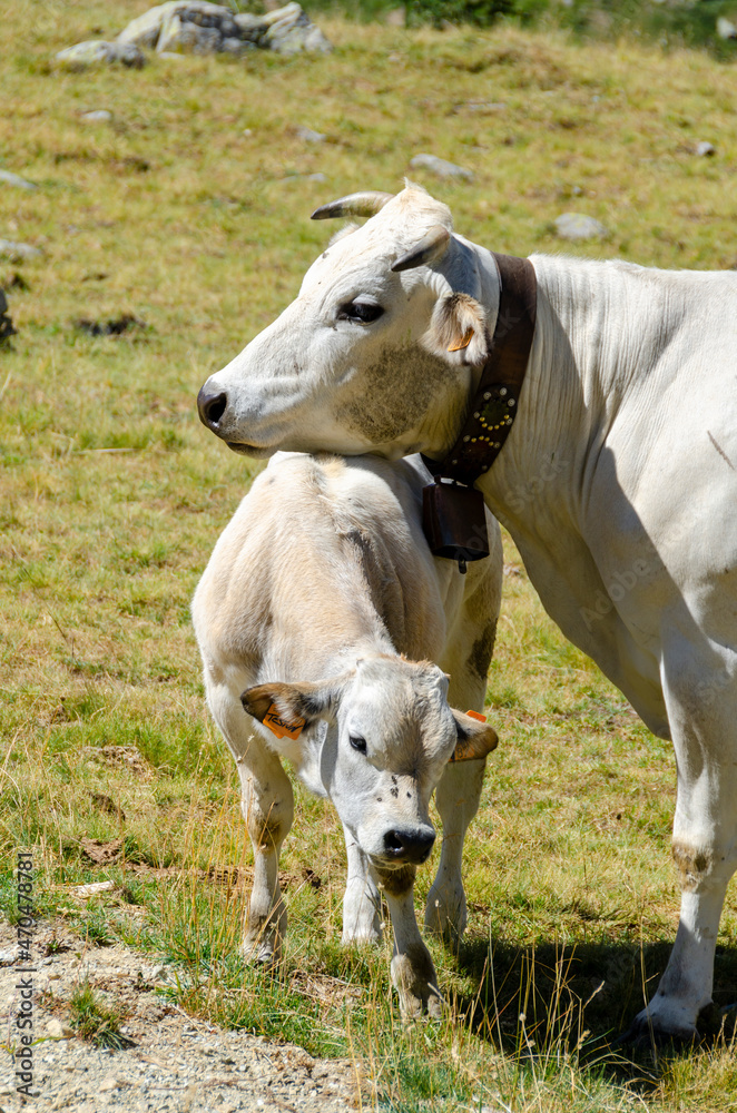 Calves sucking the milk from the cow in the Piedmont pastures in Italy Calves sucking the milk from the cow in the Piedmont pastures in Italy