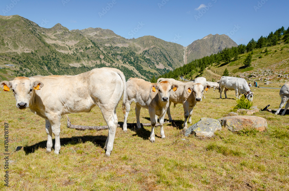 Obraz premium Calves sucking the milk from the cow in the Piedmont pastures in Italy