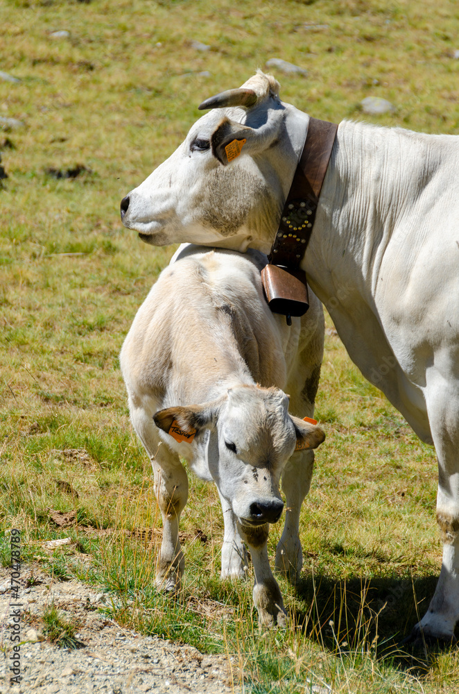 Calves sucking the milk from the cow in the Piedmont pastures in Italy Calves sucking the milk from the cow in the Piedmont pastures in Italy