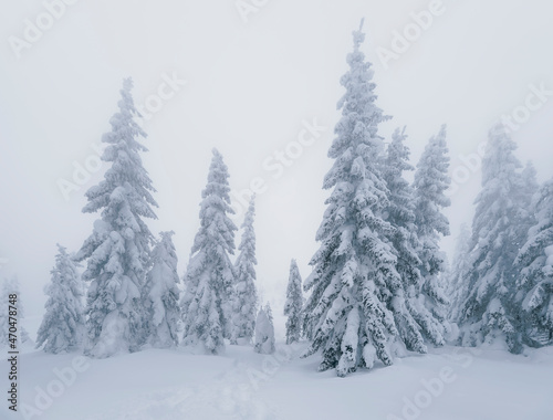 Winter nature. Foggy winter morning in Carpathian mountains with snow covered fir trees. Frosty weather. Christmas background. Artistic style.