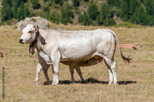 Calves sucking the milk from the cow in the Piedmont pastures in Italy © sergioboccardo