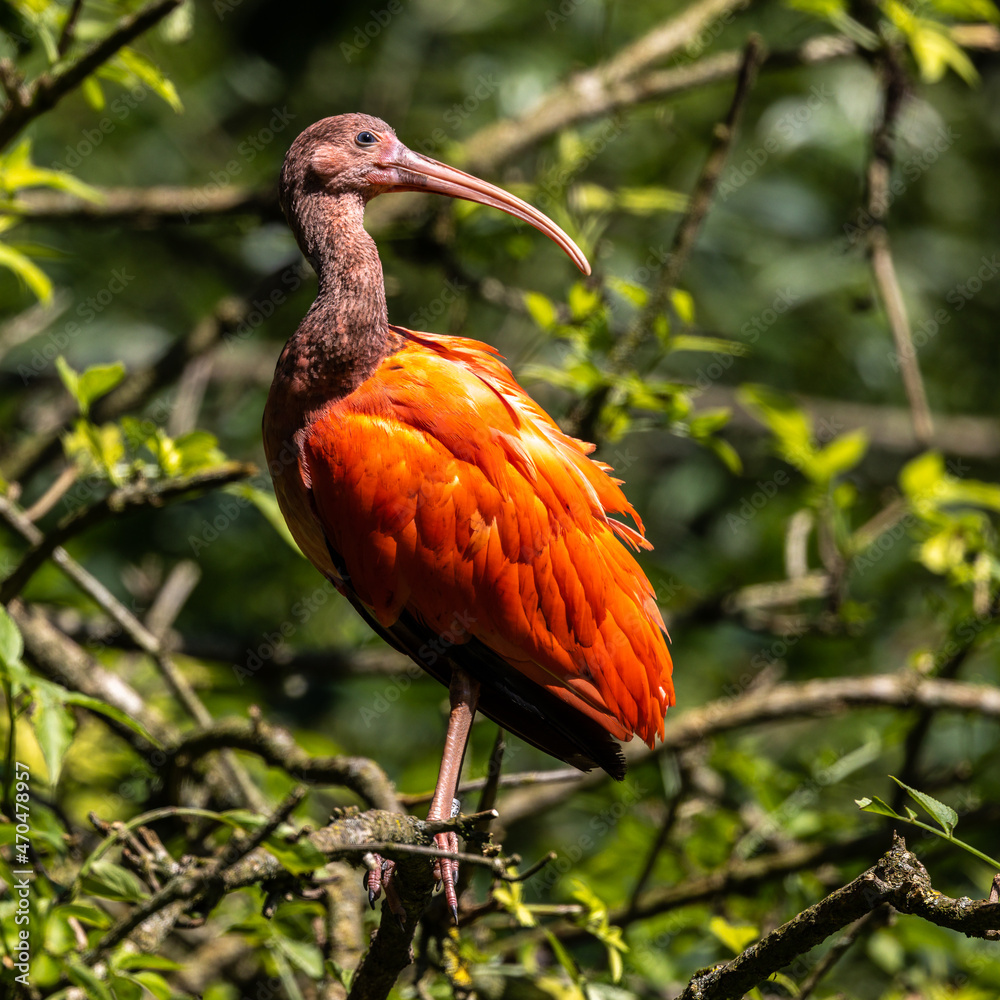 Naklejka premium Scarlet ibis, Eudocimus ruber. Wildlife animal in the zoo