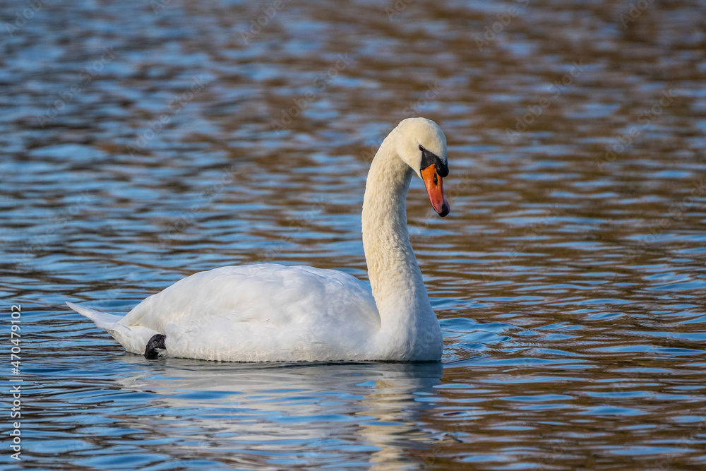 Mute swan, Cygnus olor swimming on a lake Mute swan, Cygnus olor swimming on a lake