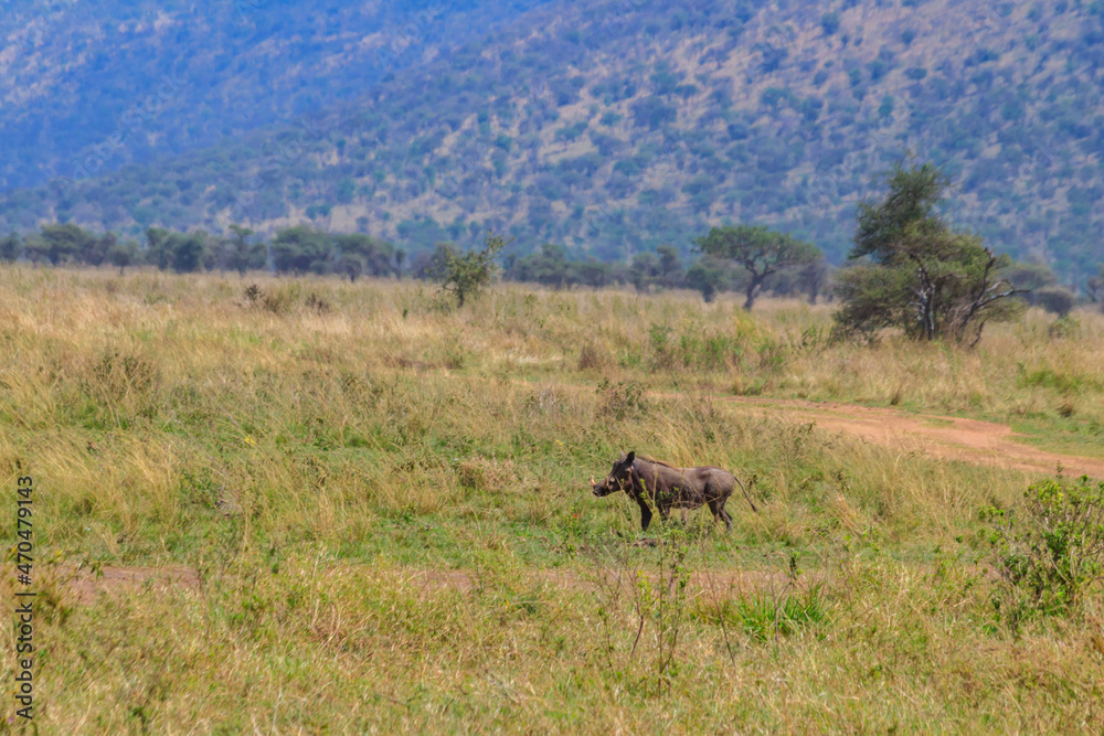 Common warthog (Phacochoerus africanus) in savanna in Serengeti national park, Tanzania Common warthog (Phacochoerus africanus) in savanna in Serengeti national park, Tanzania