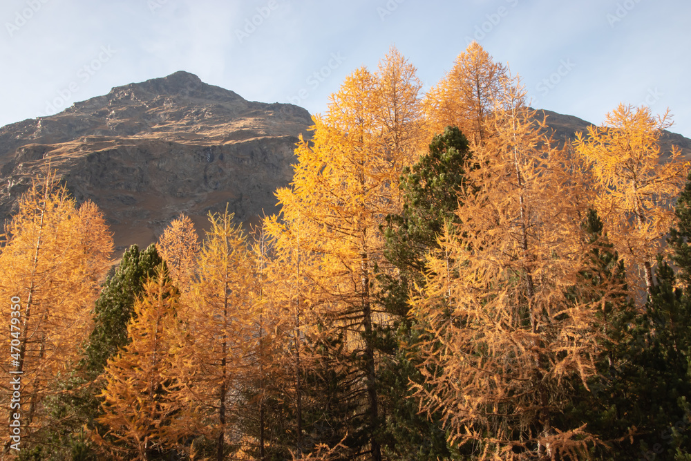 Fototapeta premium Colors of the autumn in St. Moritz..
