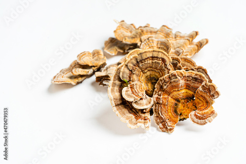 Trametes versicolor is a polypore mushroom, commonly known as turkey's tail. Isolated on white background. photo
