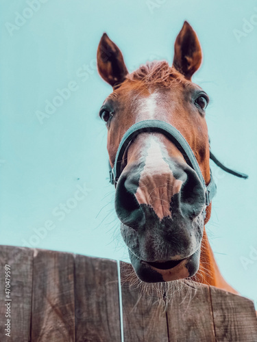 Photo of a horse. Horse's head. A beautiful and noble animal