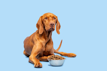 Dog food studio shot. Vizsla dog with bowl full of kibble isolated over pastel blue background. Dry pet food concept.