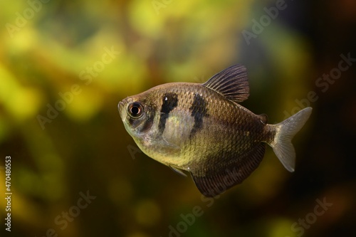 Popularna rybka akwariowa żałobniczka (Gymnocorymbus ternetzi) © Lancan