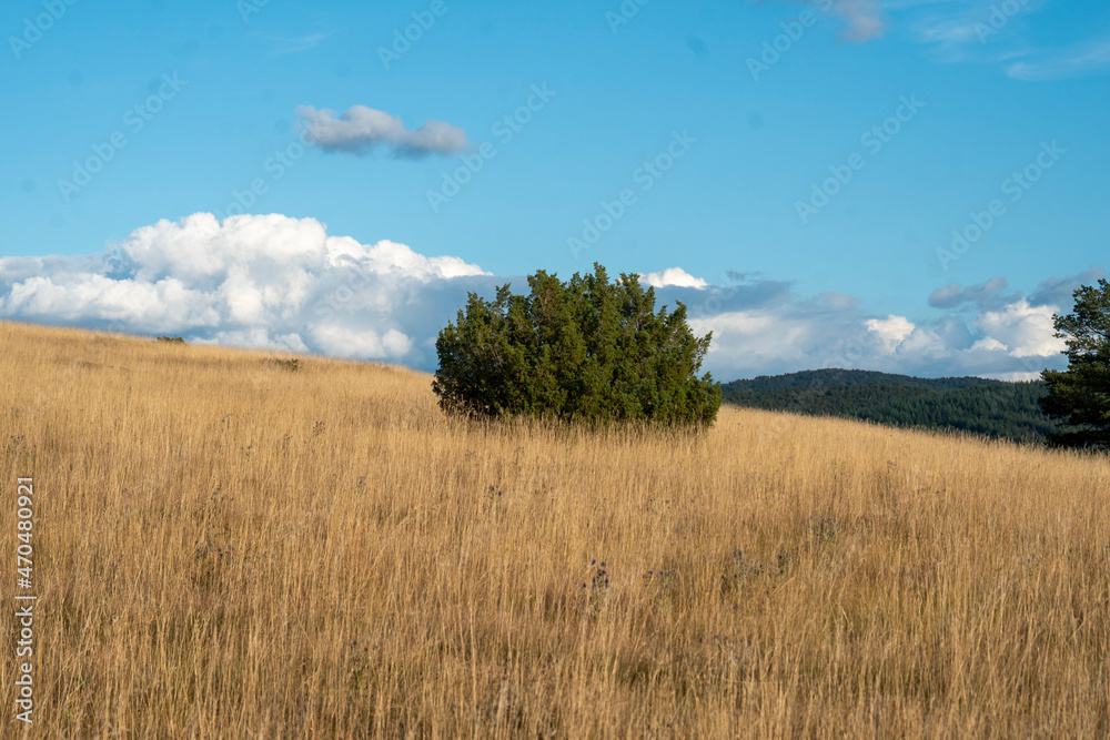 Steppe, Hochplateau, Les Cévennes, Frankreich Steppe, Hochplateau, Les Cévennes, Frankreich