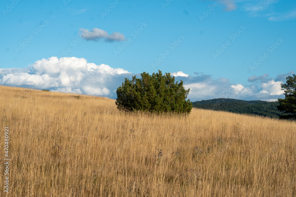 Steppe, Hochplateau, Les Cévennes, Frankreich