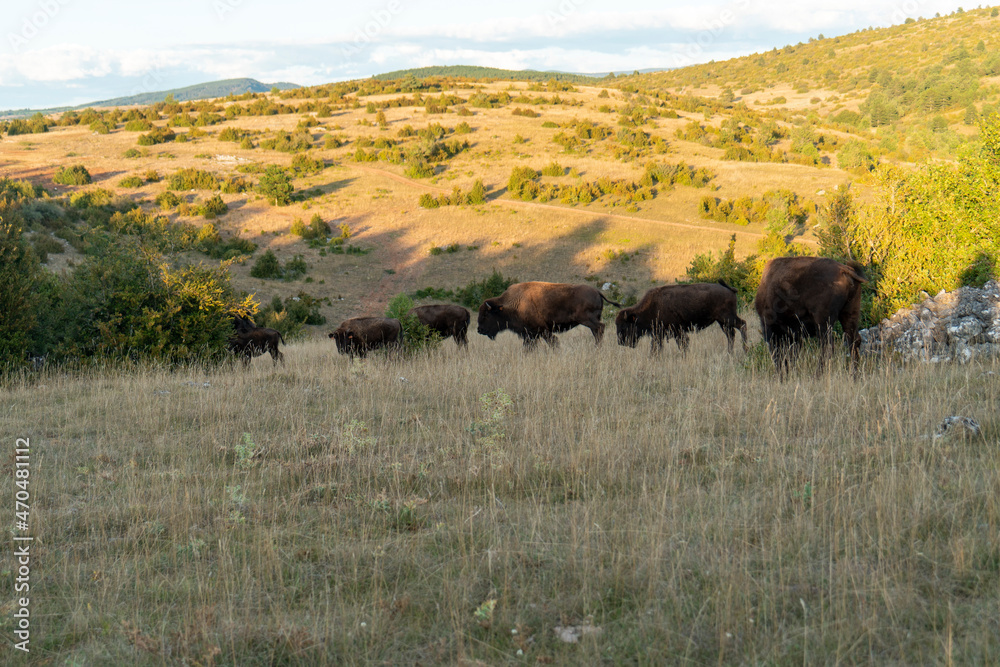 Bison-Herde