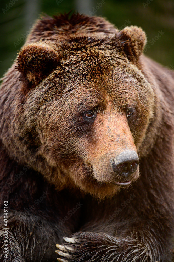 Big brown bear inhabitant of the Carpathians, resting bear, big paws and claws.