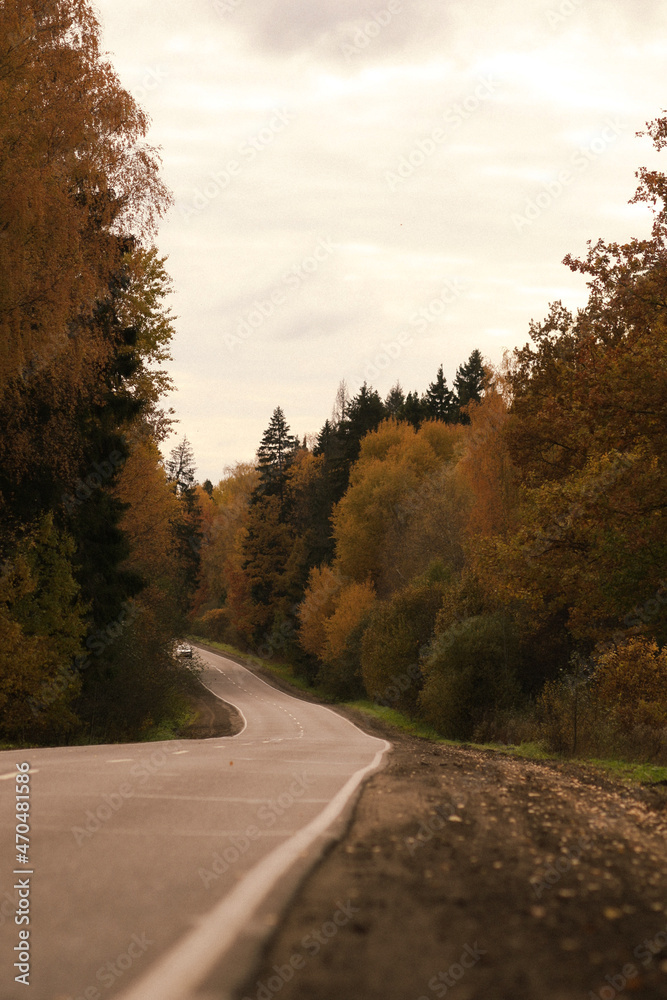 Fototapeta premium road in autumn forest