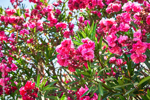 Beautiful oleander flowers image © Krakenimages.com