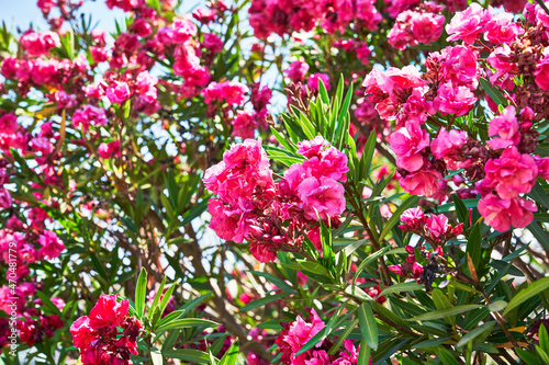 Beautiful oleander flowers image
