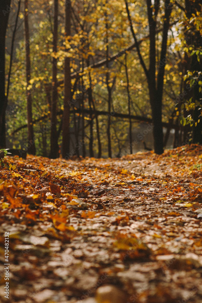 autumn in the forest