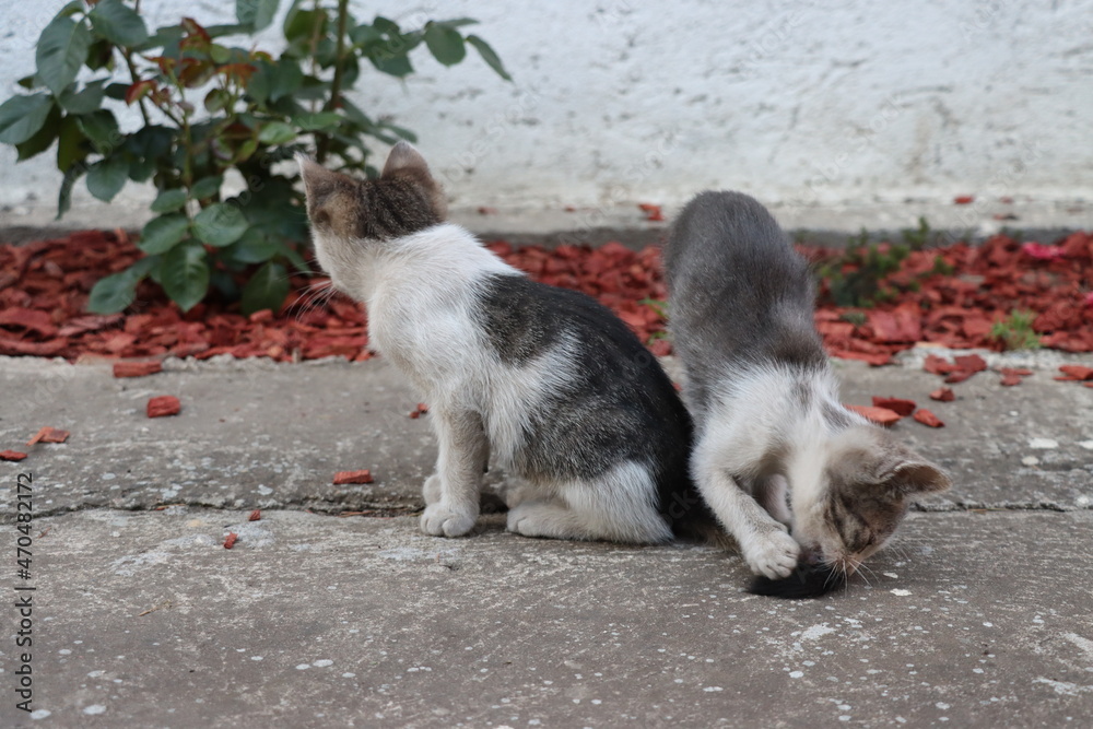 Two little gray-and-white cats are playing in the yard. Two little gray-and-white cats are playing in the yard.