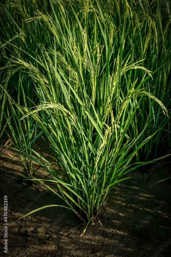 Fototapeta premium Rice plant