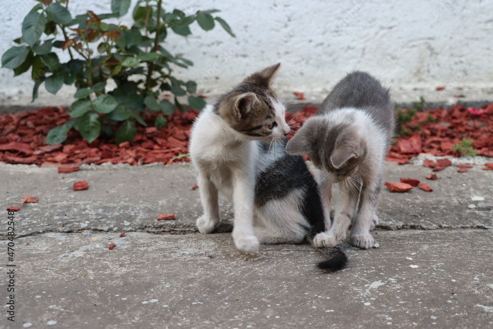 Two little gray-and-white cats are playing in the yard. Two little gray-and-white cats are playing in the yard.