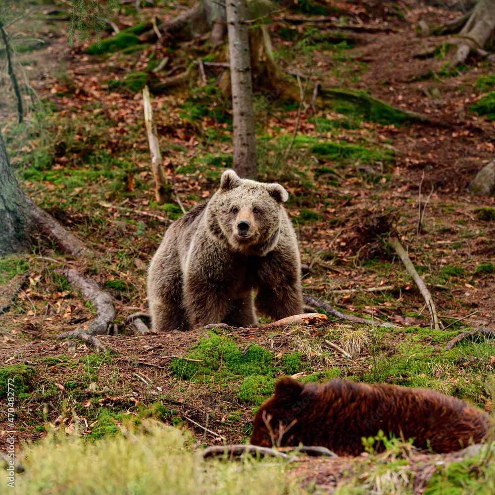 A brown bear in the mountains holds a stick in its paws, active recreation of animals in the forest, a large and formidable mammal. A brown bear in the mountains holds a stick in its paws, active recreation of animals in the forest, a large and formidable mammal.