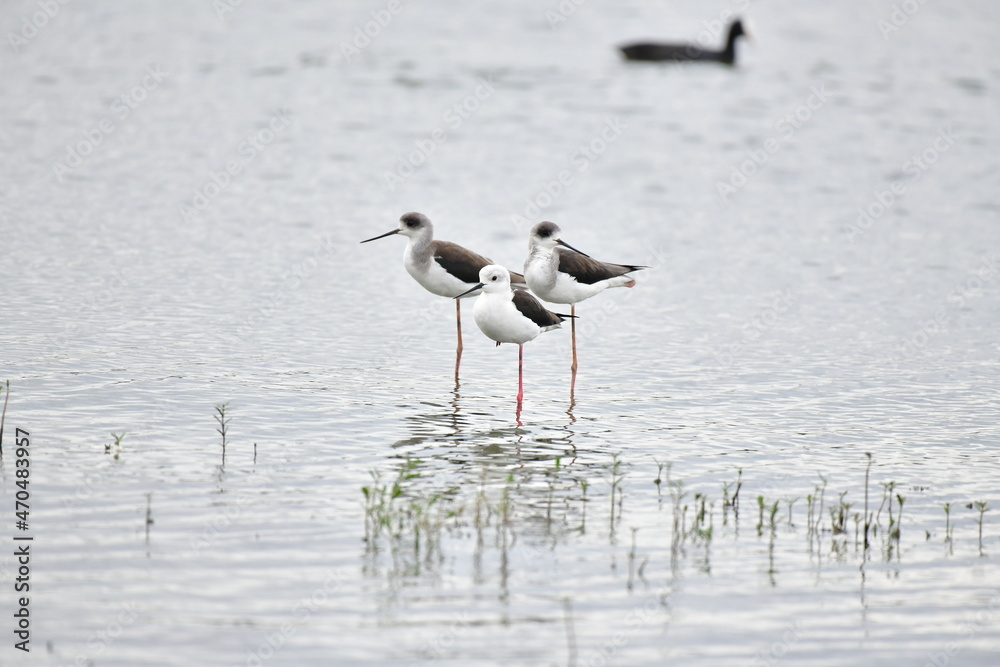 Black-winged Stilt (Himantopus himantopus) in a group standing in water Black-winged Stilt (Himantopus himantopus) in a group standing in water