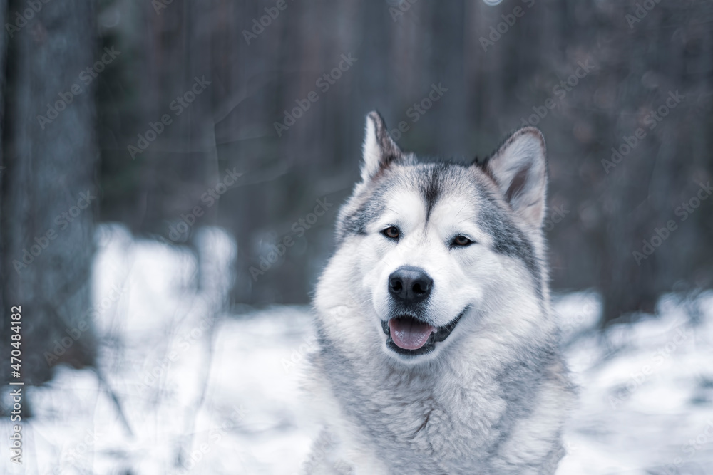 Happy Alaskan Malamute in a forest. Smiling doggy girl with white fur and friendly eyes. Wolf breed in winter. Selective focus on the face of the dog, blurred background.