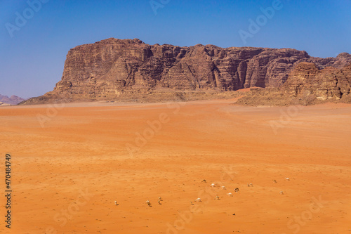 Camels and Red Sand Desert