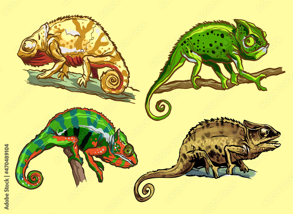 Fototapeta premium Chameleons lizard animal. Reptile in natural wildlife isolated in white background. Vector illustration