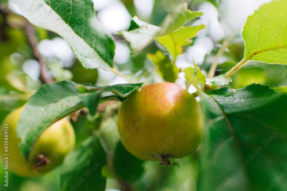 Apple tree branch with red apples on a blurred background during ripening Apple tree branch with red apples on a blurred background during ripening