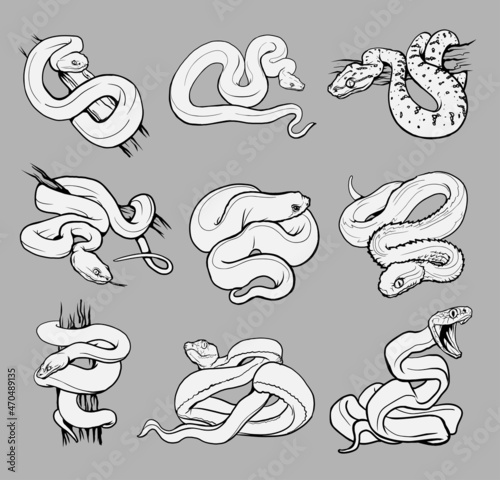 Set with beautiful different snakes. Collection reptiles, snakes,viper, boa,python,cobra coloring page, hand drawn illustration. Black and white. Wild nature. Isolated
