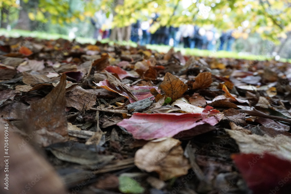 fallen autumn leaves