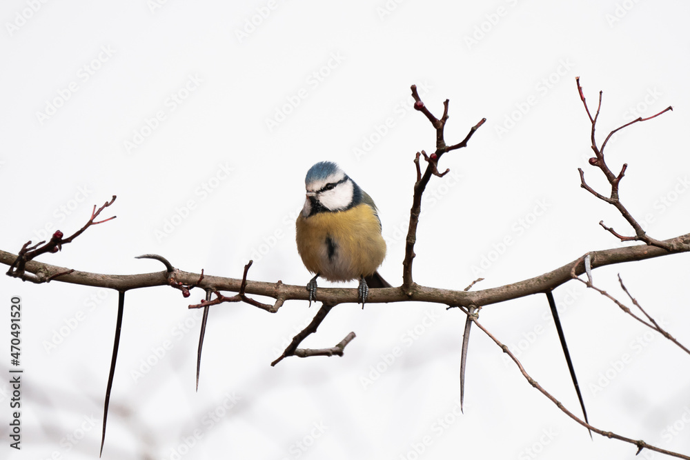 Blaumeise auf Nahrungssuche im Winter, bunter Vogel auf Ast im Garten, Wald