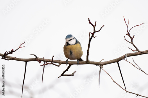 Blaumeise auf Nahrungssuche im Winter, bunter Vogel auf Ast im Garten, Wald