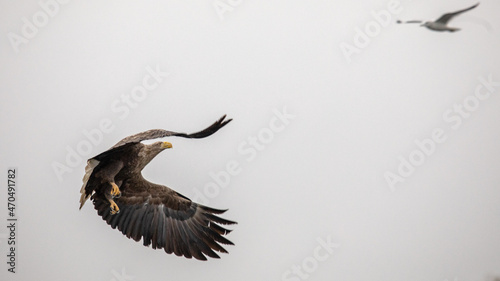 Bird of prey while hunting for fish