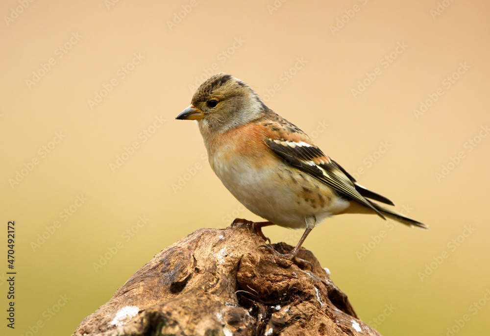 Fototapeta premium Brambling bird male ( Fringilla montifringilla )