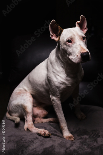 perro bull terrier inges photo