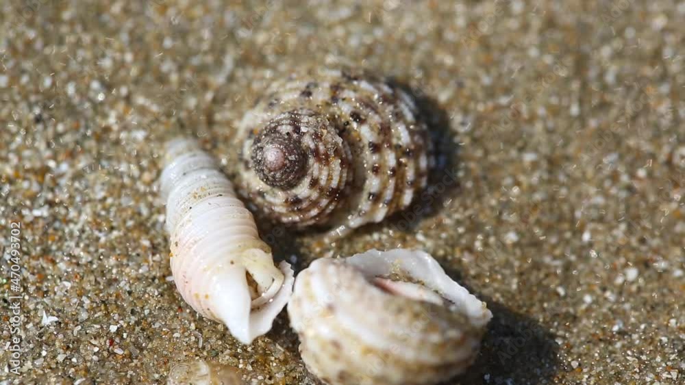 Hermit Crab shells on the sand Hermit Crab shells on the sand