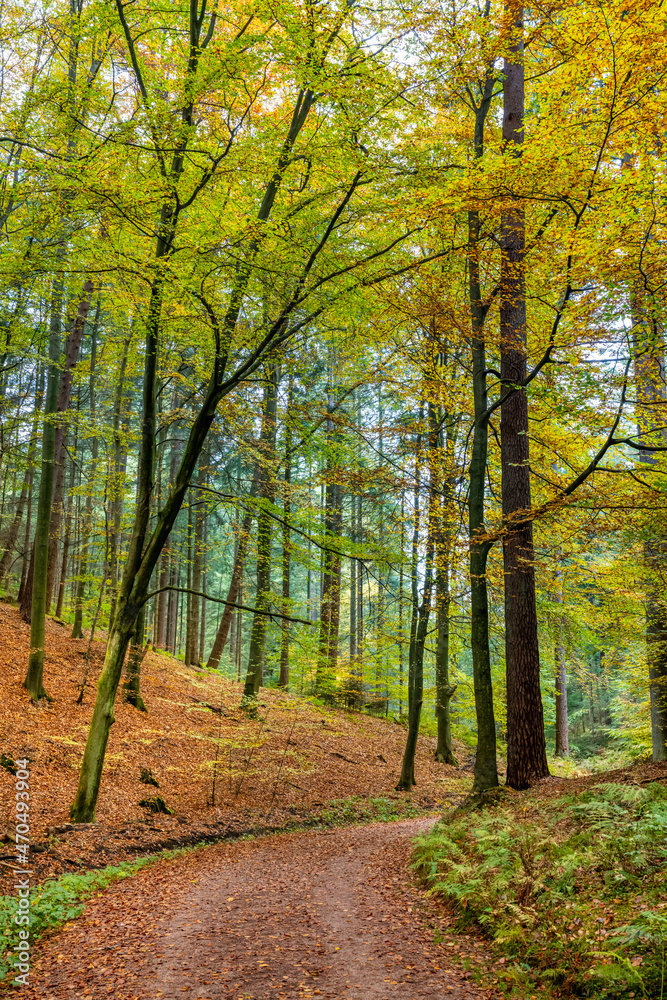 Fototapeta premium Hamburg, Germany. The Harburg Hills (German: Harburger Berge), a landscape of hilly forests, in autumn.