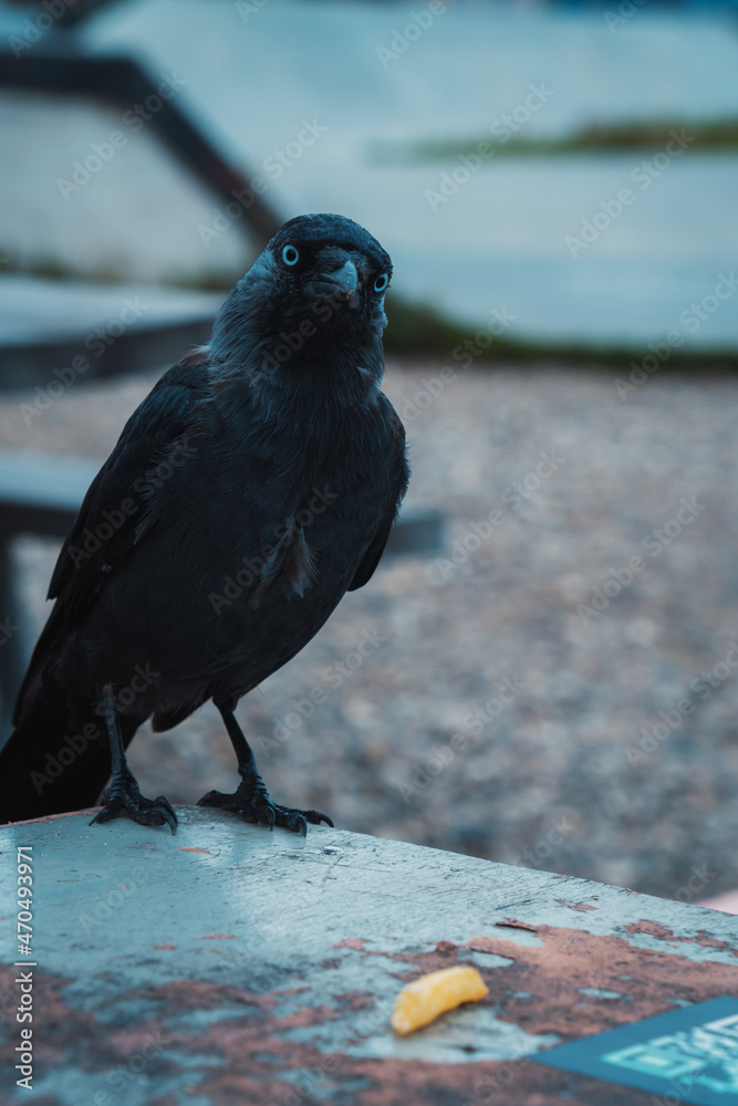 Obraz premium crow on the beach