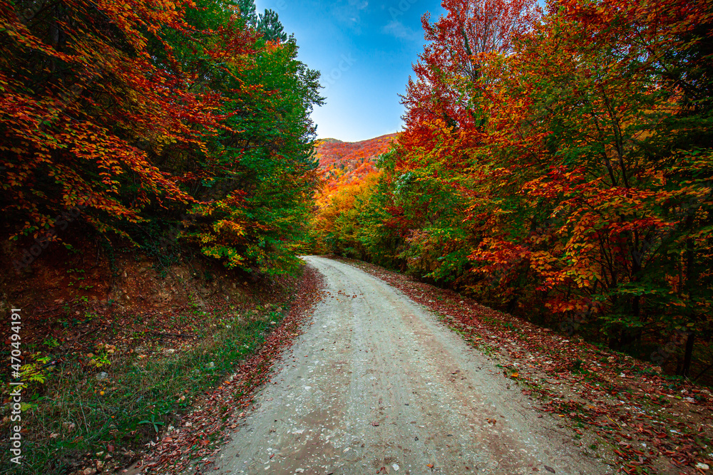A dirt path between fallen leaves and trees in autumn